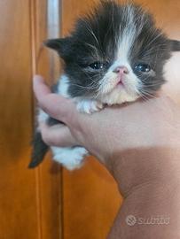 Gatto persiano bicolore