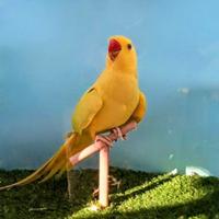 Parrocchetti dal collare