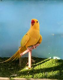 Parrocchetti dal collare