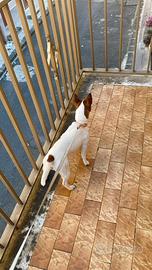 Vando cuciola di jack Russell terrier