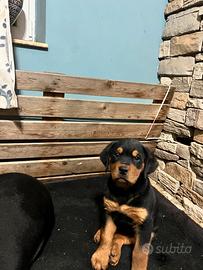 Cuccioli Rottweiler
