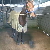 Trotter