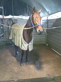 Trotter