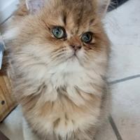 Cuccioli British longhair