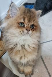 Cuccioli British longhair