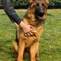 Pastore Tedesco maschio