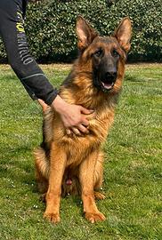 Pastore Tedesco maschio