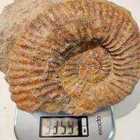 FOSSILE ENORME AMMONITE DIAM 18 CM PESO: 3,3 KG