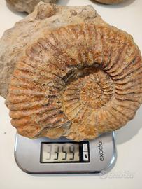 FOSSILE ENORME AMMONITE DIAM 18 CM PESO: 3,3 KG