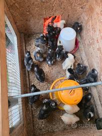 Pulcini di gallina Amrock e ovaiole