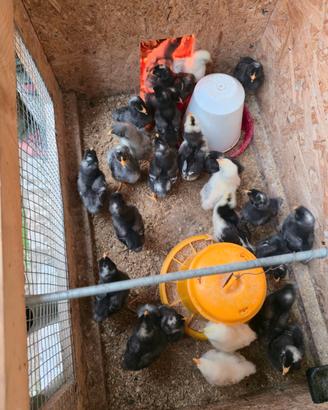 Pulcini di gallina Amrock e ovaiole