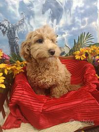 Colore Albicocca Intenso Maschietto Maltipoo