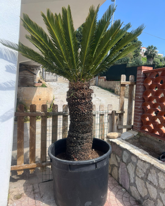🌴 Maestosa Cycas Gigante (1,5 mt) 🌴