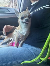 Chihuahua