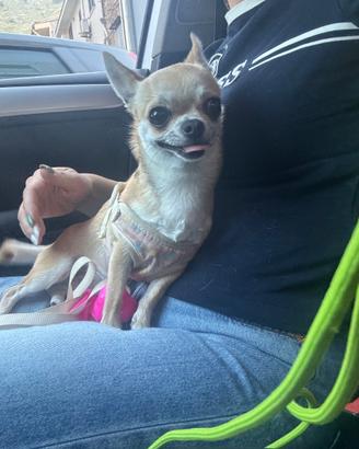 Chihuahua