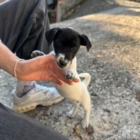 Cuccioli di jack russel