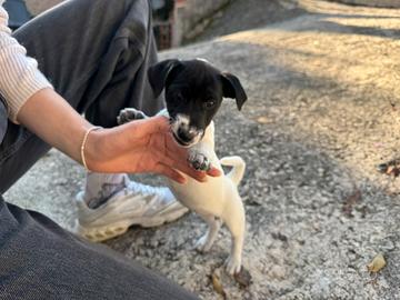 Cuccioli di jack russel