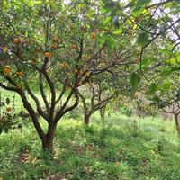 Rometta, funzionale terreno agricolo terrazzato