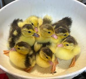 Pulcini di anatra muta