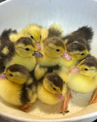 Pulcini di anatra muta