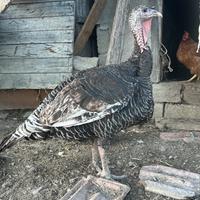 Disponibili polli e tacchini