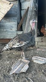 Disponibili polli e tacchini