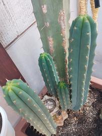 cactus tricocereus boliviano