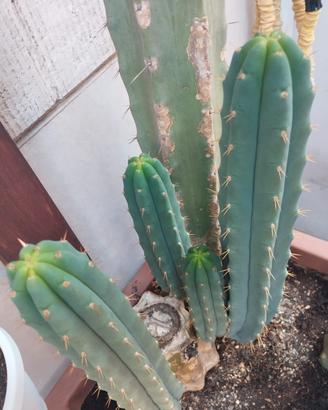 cactus tricocereus boliviano