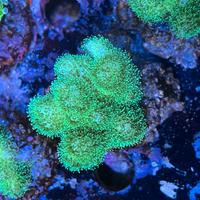 Corallo Stylophora pistillata verde
