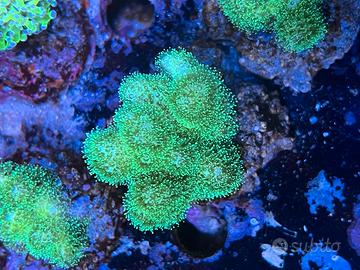 Corallo Stylophora pistillata verde