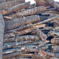 Legna secca di bosco
