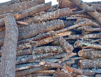 Legna secca di bosco
