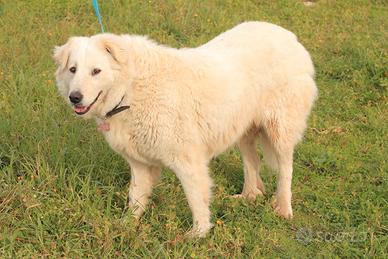 Una famiglia per Stellina
