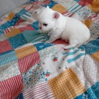 Chihuahua