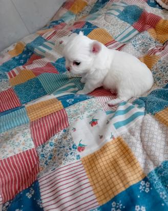 Chihuahua