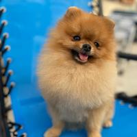 Spitz tedesco nano disponibile per monta