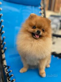 Spitz tedesco nano disponibile per monta