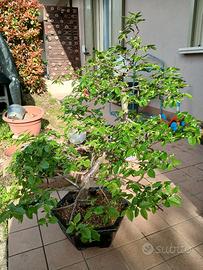 bonsai carpino bianco