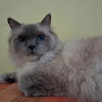Gatto Sacro di Birmania 6 anni sterilizzato