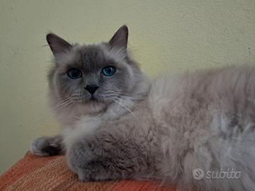 Gatto Sacro di Birmania 6 anni sterilizzato