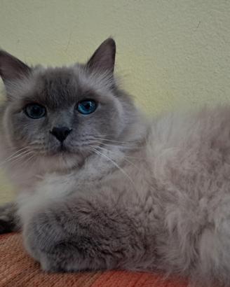 Gatto Sacro di Birmania 6 anni sterilizzato