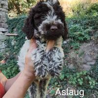 Cuccioli lagotto romagnolo