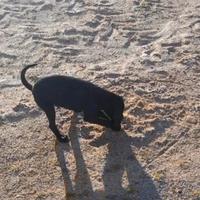 Bracco Pointer kurzhaar