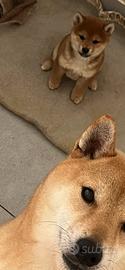 Shiba inu con pedegree Enci