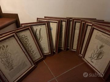 Lotto10 stampe rare 1600 incizioni erbario d’epoca