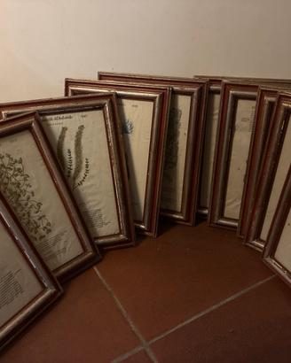 Lotto10 stampe rare 1600 incizioni erbario d’epoca