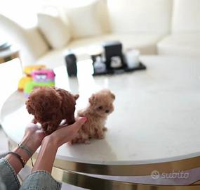 Barboncini mini tea cup Toy di tre mesi