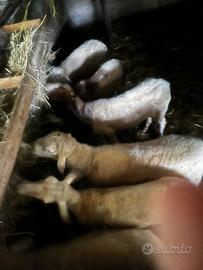 Pecore e montone tutte insieme