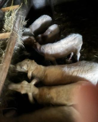 Pecore e montone tutte insieme
