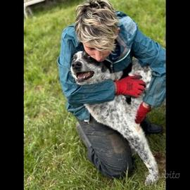 Cane in adozione